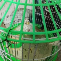 جوجه عروس هلندی