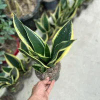 سانسوریا کراواتی