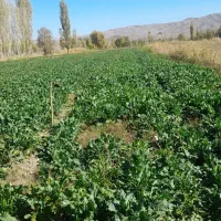 زمین زراعی|فروش دفتر صنعتی، کشاورزی، تجاری|خوی, |دیوار