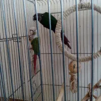 جفت گرینچیک با یک جوجه|پرنده|شیراز, تندگویان|دیوار