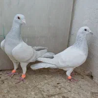 نروماده جفتگاه|پرنده|تربت‌حیدریه, ۴۵ متری|دیوار