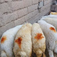 ۷راس بره نر و ماده