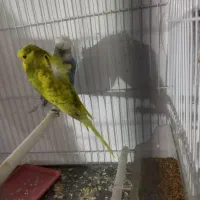 مرغ عشق پروانه ای با تخم