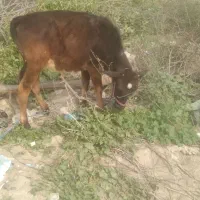 فروش گوساله