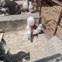 فروش کبوتر