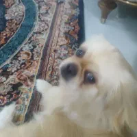 سگ نر|سگ|بندرعباس, |دیوار