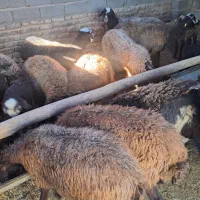 میش بره|حیوانات مزرعه|هشتگرد, خور|دیوار