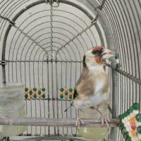 سهره دورگ سرسیا ماده جوجه قفسی زیر دهنی پر زور|پرنده|شیراز, رکنآباد|دیوار