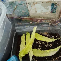 دعوت به همکاری و فروش حلزون +محصولات