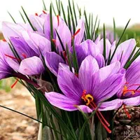 خشک کردن زعفران با دستگاهای اتویی وپرسی|خدمات پیشه و مهارت|خوشاب, |دیوار