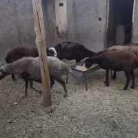 میش فشند افشار آبستن