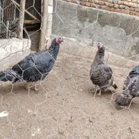 سه عدد بوقلمون ماده و یک عددمرغ اصل روستایی|حیوانات مزرعه|نقده, |دیوار