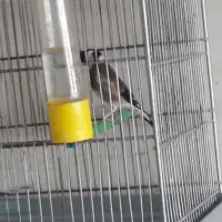 انواع سهره|پرنده|دزفول, |دیوار