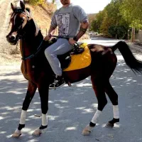 اسب عرب کورد دره شوری اسب عرب دوسر