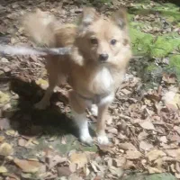 سگ پامر خانگی|سگ|رباطکریم, الارد|دیوار