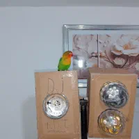 کوتوله|پرنده|چناران, |دیوار