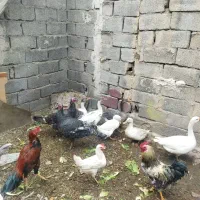 تعدادی غاز بوقلمون و خروس|حیوانات مزرعه|کرج, کمال‌شهر|دیوار