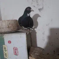 کبوتر