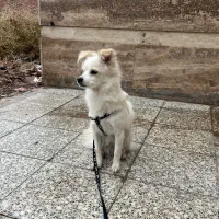 سگ نژاد اشپیتز