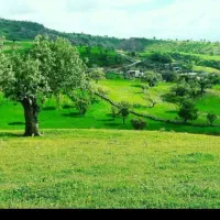کارگر نخد