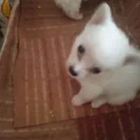 پامرین سایزصفر|سگ|قم, شهدا|دیوار