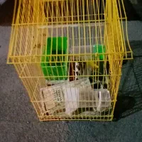 قفس پرنده