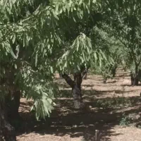 طرح عمان ۲ جریبی بادام