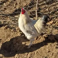 خروس|حیوانات مزرعه|اصفهان, عاشق‌آباد|دیوار