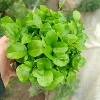 فروش سبزه نارنج|گل و گیاه طبیعی|ساری, |دیوار