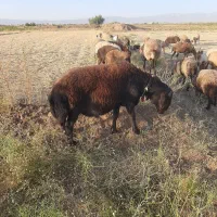 قوچ افشاری|حیوانات مزرعه|عطاملک, |دیوار