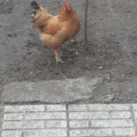 مرغ تخم گذار