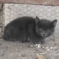 گربه خونگی|گربه|اصفهان, کارلادان|دیوار