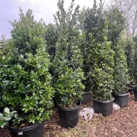 یاس هلندی قیچی خورده با کیفیت