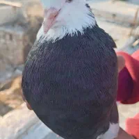 کبوتر طوقی|پرنده|جم, |دیوار