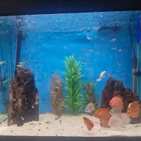 آکواریم دلسا k800 ماهی دیسکس و ردلایت