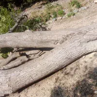 خریدار درخت  سلای پالت ظایات ریشه
