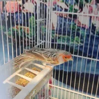 قناری توپاز|پرنده|مبارکه, |دیوار