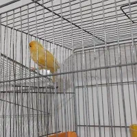 قناری  جوجه مرغ مینا|پرنده|شیراز, پودنک|دیوار