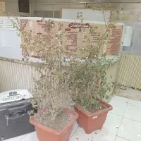 وسایل رستوران اعم از میز دخل پیشخوان رستوران و...|کافی‌شاپ و رستوران|اصفهان, خواجو|دیوار