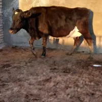 گاو ابستن سر سینه