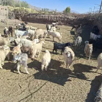 بز کورکی|حیوانات مزرعه|گلزار, |دیوار