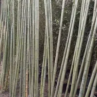 نی بامبو|صنایع دستی و سایر لوازم تزئینی|فردوس (خراسان), |دیوار