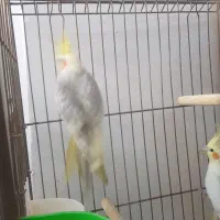 جفت مولد عروس با تخم