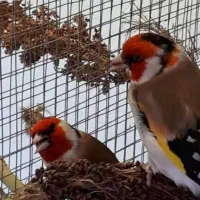 سهره ،سقا|پرنده|کرمان, |دیوار