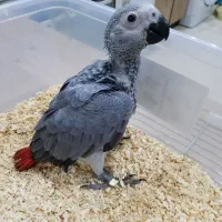 تخم طوطی کاسکو دم قرمز برای جوجه کشی موفق