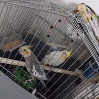 عروس هلندی سخنگو|پرنده|تهران, مسعودیه|دیوار