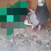 ۳ عدد کفتر پرشی آس