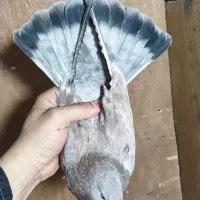 کبوتر کفتر سرنج