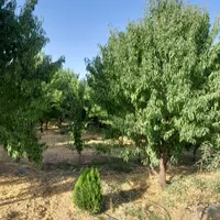 باغ میوه  400متری زیبا در پل زمان خان|فروش زمین و ملک کلنگی|شاهین‌شهر, گرگاب|دیوار