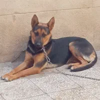 سگ ژرمن شیپر ماده ۱۰ ماهه|سگ|تهران, بیسیم|دیوار